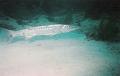 barracuda