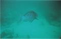 biggerFish