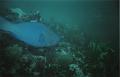 blueFish