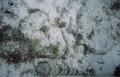 camoFish