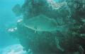 coralFish
