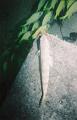greenSchool