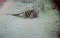 hermitCrab