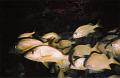 orangeFish